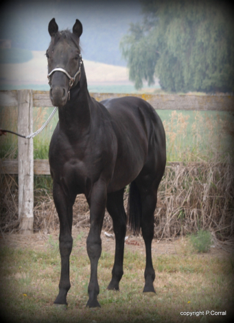 HorseID: 2320492 Hey Millionaire - PhotoID: 1107974