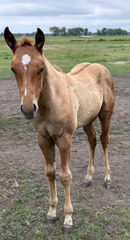 HorseID: 2320493 HollywoodsDunGotJaz - PhotoID: 1107977