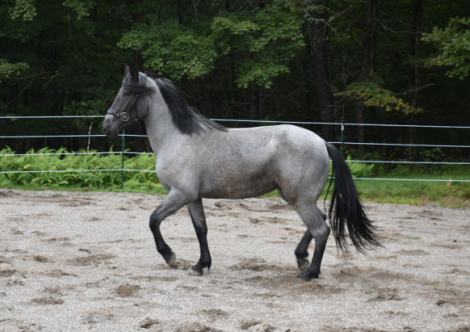 HorseID: 2320494 Lyla - PhotoID: 1107976
