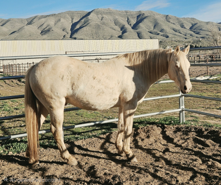 HorseID: 2320498 Chex Dry Ice - PhotoID: 1107980