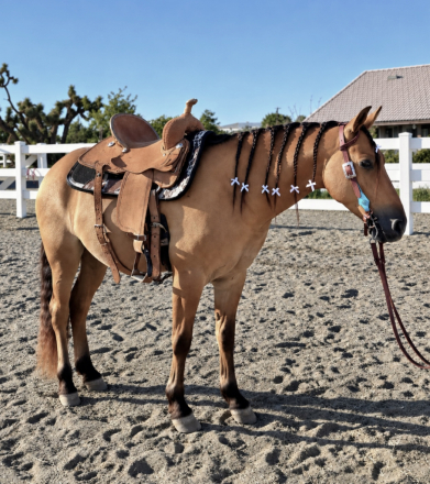 HorseID: 2320503 TUCKER - Buckskin Pony - PhotoID: 1107981