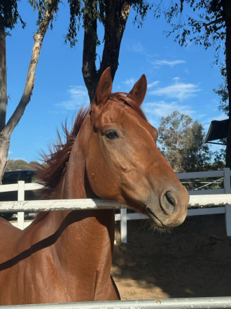 HorseID: 2320504 Caribbean King - PhotoID: 1107982