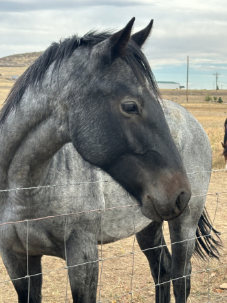 HorseID: 2320506 Crimson Lady Hancock - PhotoID: 1107983