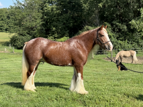 HorseID: 2320509 HSF Halo - PhotoID: 1107984