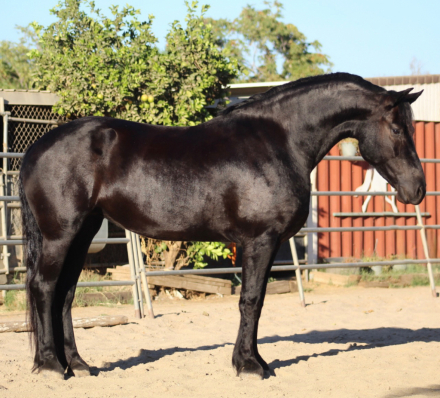 HorseID: 2320519 TDR Sjoreds Khaleesi - PhotoID: 1107986