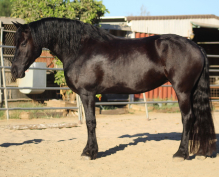 HorseID: 2320519 TDR Sjoreds Khaleesi - PhotoID: 1107987