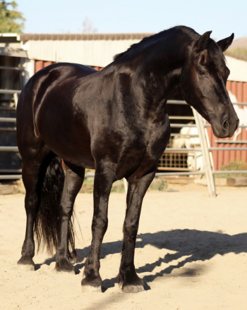 HorseID: 2320519 TDR Sjoreds Khaleesi - PhotoID: 1107988