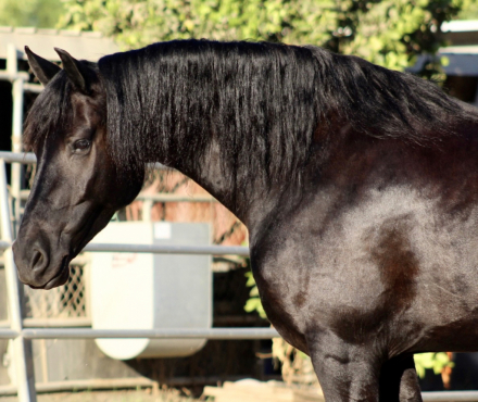 HorseID: 2320519 TDR Sjoreds Khaleesi - PhotoID: 1107989