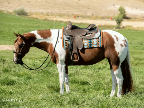 HorseID: 2320520 The Candie Marshall - PhotoID: 1107990