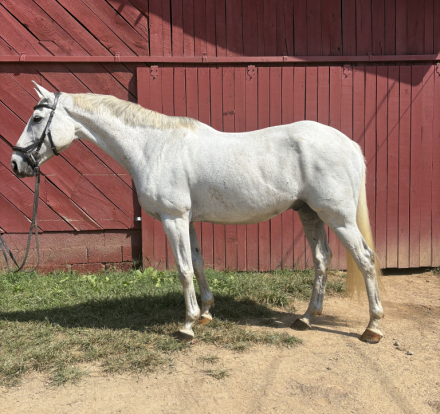 HorseID: 2320537 HVF On Point - PhotoID: 1107993