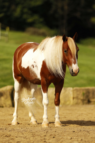 HorseID: 2320538 Marco - PhotoID: 1108007