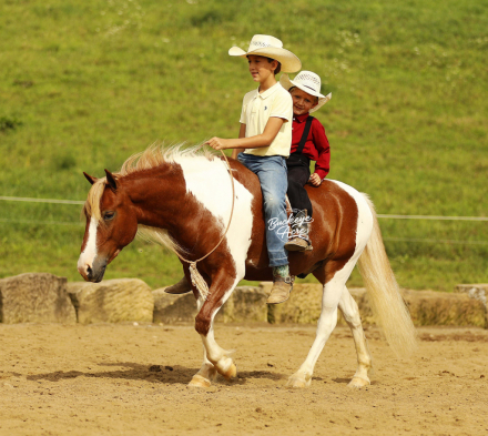 HorseID: 2320538 Marco - PhotoID: 1108008