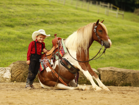 HorseID: 2320538 Marco - PhotoID: 1108009