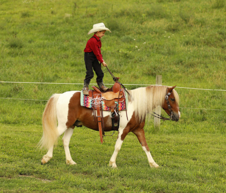 HorseID: 2320538 Marco - PhotoID: 1108010