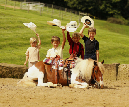 HorseID: 2320538 Marco - PhotoID: 1108011