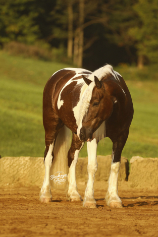 HorseID: 2320539 Buckeyes Haydon - PhotoID: 1108001