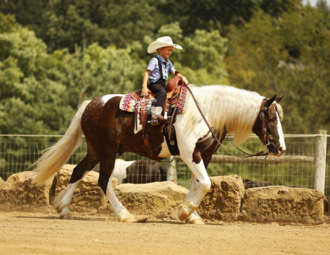 HorseID: 2320539 Buckeyes Haydon - PhotoID: 1108003
