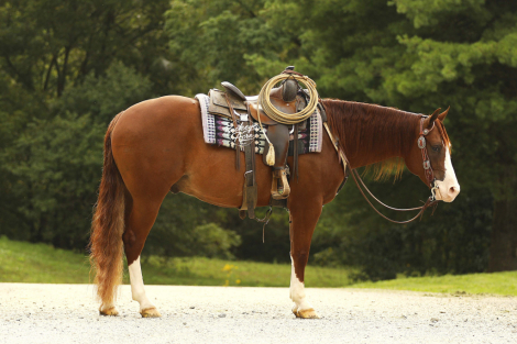 HorseID: 2320540 Jacs Red Ryder - PhotoID: 1107996