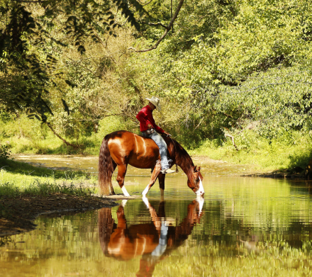 HorseID: 2320540 Jacs Red Ryder - PhotoID: 1107998