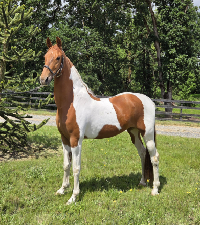 HorseID: 2320544 Miss Betty Jean - PhotoID: 1108021