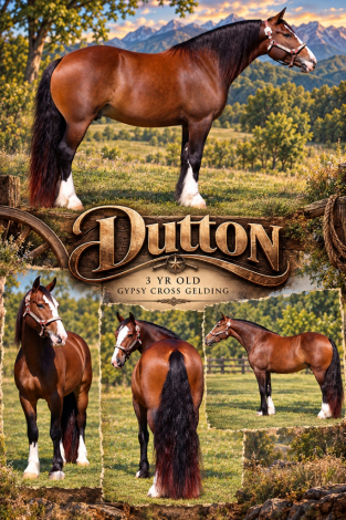HorseID: 2320551 Whoa Dutton rue - PhotoID: 1108031