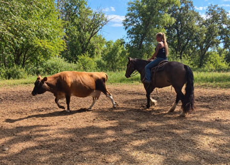 HorseID: 2320551 Whoa Dutton rue - PhotoID: 1108033