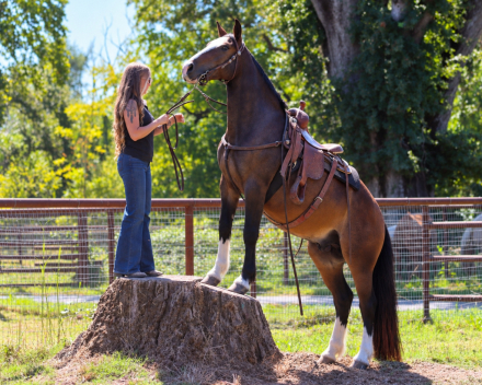 HorseID: 2320551 Whoa Dutton rue - PhotoID: 1108034