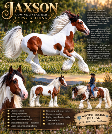HorseID: 2320552 Hit the jackpot - PhotoID: 1108037