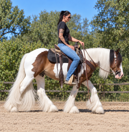 HorseID: 2320552 Hit the jackpot - PhotoID: 1108038