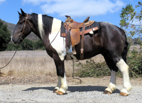 HorseID: 2320554 FREDDY - PhotoID: 1108041