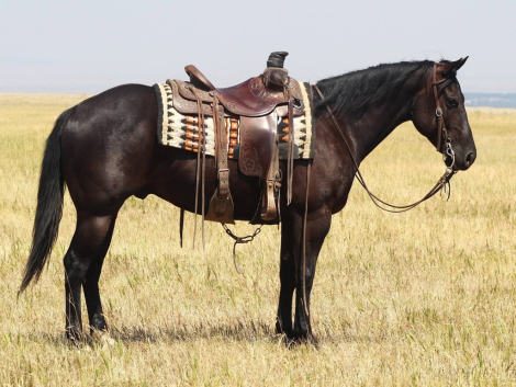 HorseID: 2320555 CEE HEART REV CHEX - PhotoID: 1108042