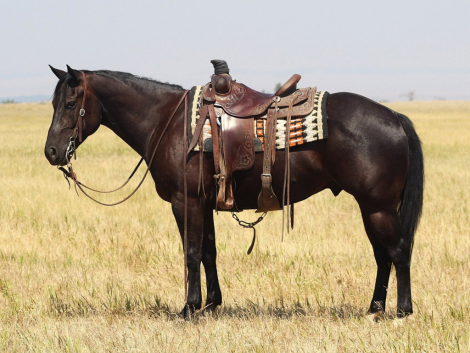 HorseID: 2320555 CEE HEART REV CHEX - PhotoID: 1108043