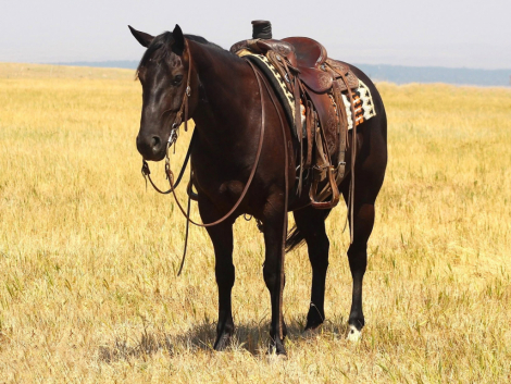 HorseID: 2320555 CEE HEART REV CHEX - PhotoID: 1108044