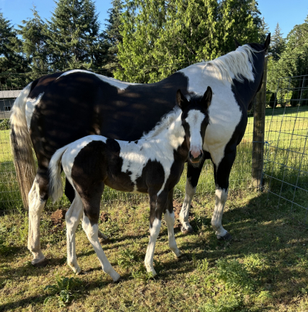 HorseID: 2320556 SHOWTIME ON THE PRAIRIE - PhotoID: 1108047