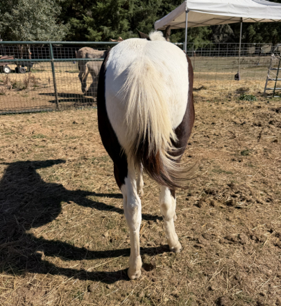 HorseID: 2320556 SHOWTIME ON THE PRAIRIE - PhotoID: 1108049