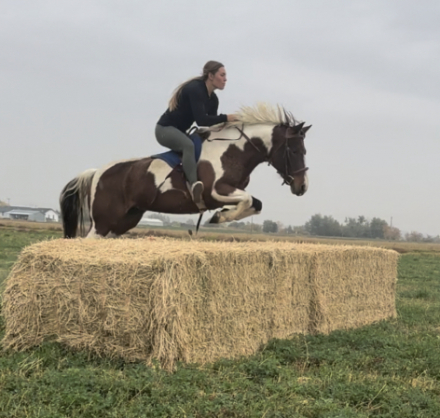 HorseID: 2320562 Hidalgo  aka  Vibrant Color with Class - PhotoID: 1108053
