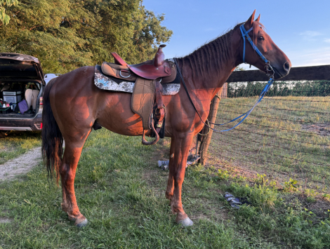 HorseID: 2320566 George - PhotoID: 1108060