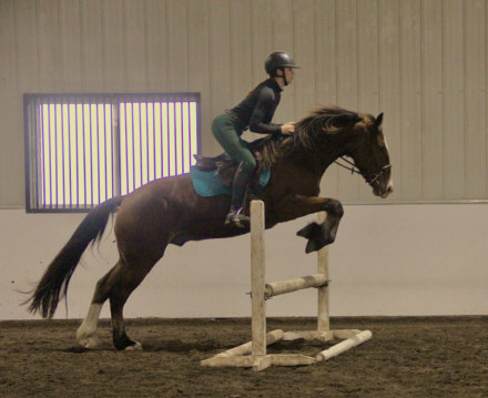 HorseID: 2320567 Athletic and Fun Clydesdale Pony Cross - PhotoID: 1108062