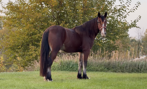 HorseID: 2320567 Athletic and Fun Clydesdale Pony Cross - PhotoID: 1108063