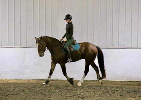 HorseID: 2320567 Athletic and Fun Clydesdale Pony Cross - PhotoID: 1108064