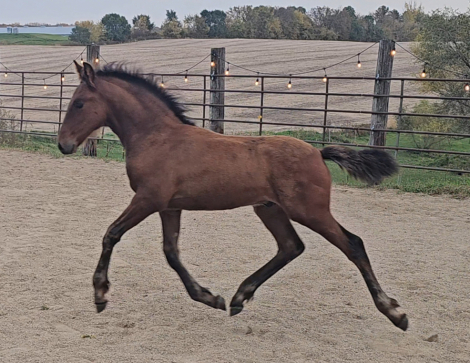 HorseID: 2320568 Viceroy - PhotoID: 1108065