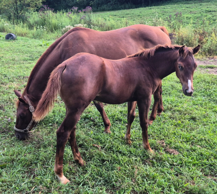 HorseID: 2320569 Sonic - PhotoID: 1108067