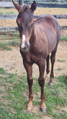 HorseID: 2320569 Sonic - PhotoID: 1108068
