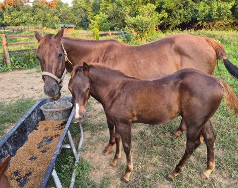 HorseID: 2320569 Sonic - PhotoID: 1108069