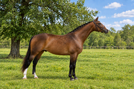 HorseID: 2320572 Sir Reginald - PhotoID: 1108073