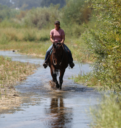 HorseID: 2320574 Rio - PhotoID: 1108074