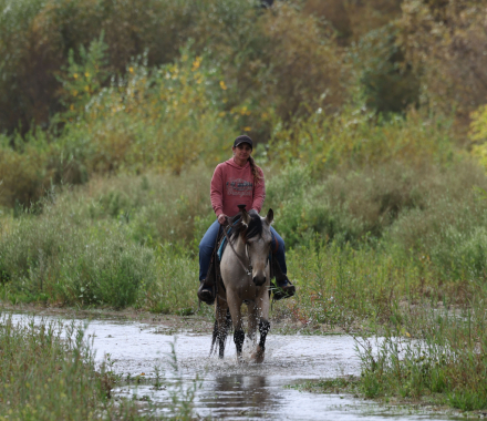 HorseID: 2320575 Ember of Sunday - PhotoID: 1108075