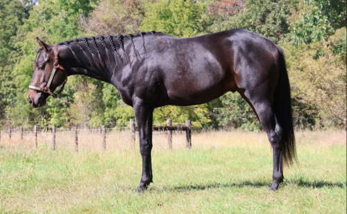 HorseID: 2320581 Petey In The House - PhotoID: 1108076