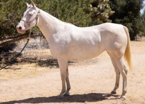 HorseID: 2320586 Candy Frost Doll - PhotoID: 1108023