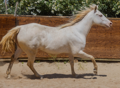 HorseID: 2320586 Candy Frost Doll - PhotoID: 1108024